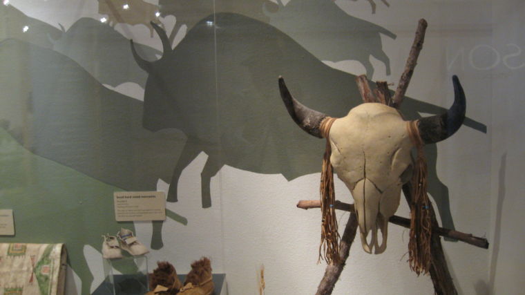 American bison